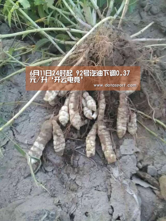 开云电竞平台